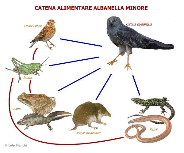 Albanella minore