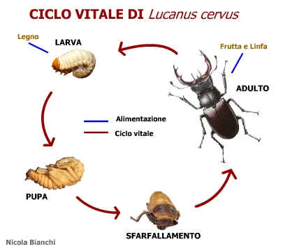 Ciclo Vitale del Cervo Volante