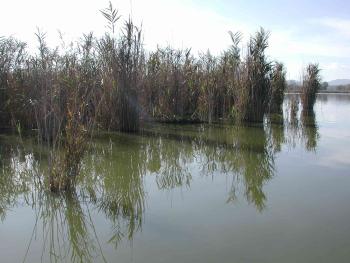 Canneto al bordo del Lago di Montepulciano - clicca per ingrandire