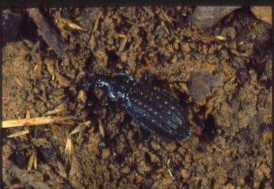 Carabus clathratus - clicca per ingrandire