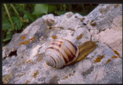 Helix delpretiana - clicca per ingrandire