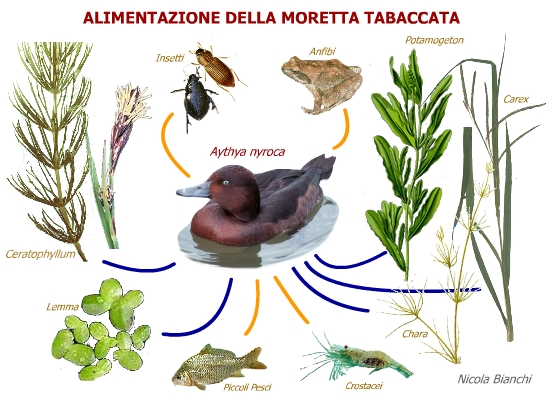 catena alimentare della Moretta Tabaccata