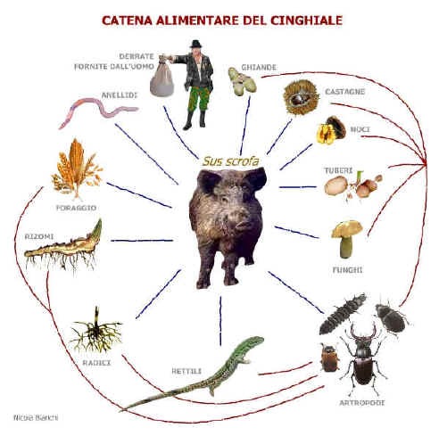 Ciclo Vitale del Cinghiale