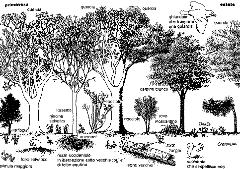 Querceto - clicca per ingrandire