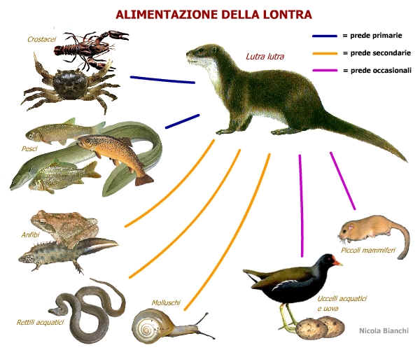 Alimentazione della Lontra