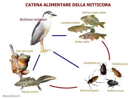 Ciclo Vitale della Nitticora