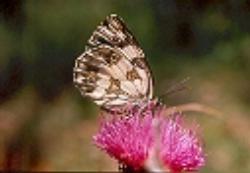 Melanargia galathea