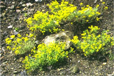 Alyssum bertoloni - clicca per ingrandire