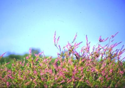 Calluna vulgaris - clicca per ingrandire