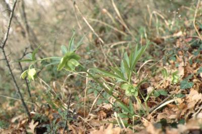 Helleborus bocconei  - clicca per ingrandire