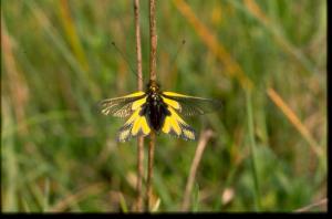 Libelloides italicus  - clicca per ingrandire