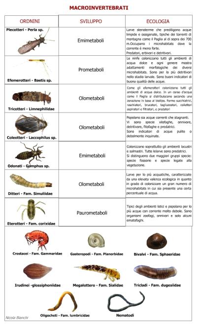 Macroinvertebrati - clicca per ingrandire