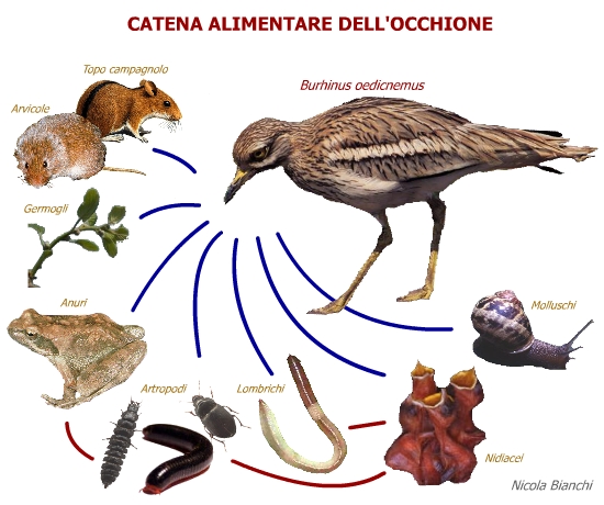 Catena alimentare dell'Occhione