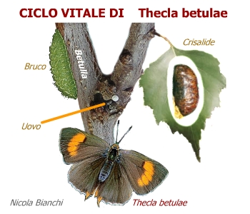 Thecla betulle